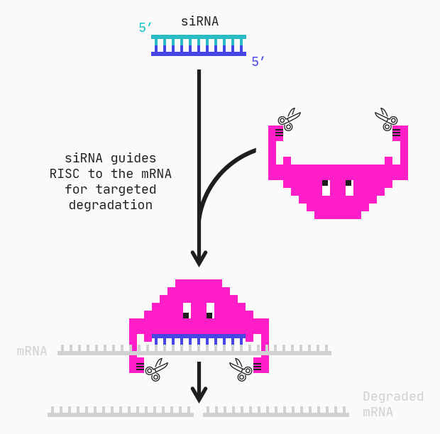 Predicting active siRNA with explainable models
