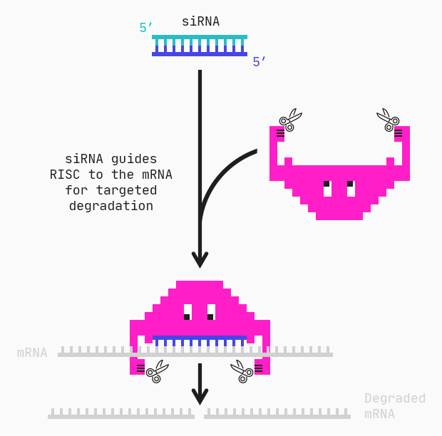 siRNA guides the RISC to the mRNA